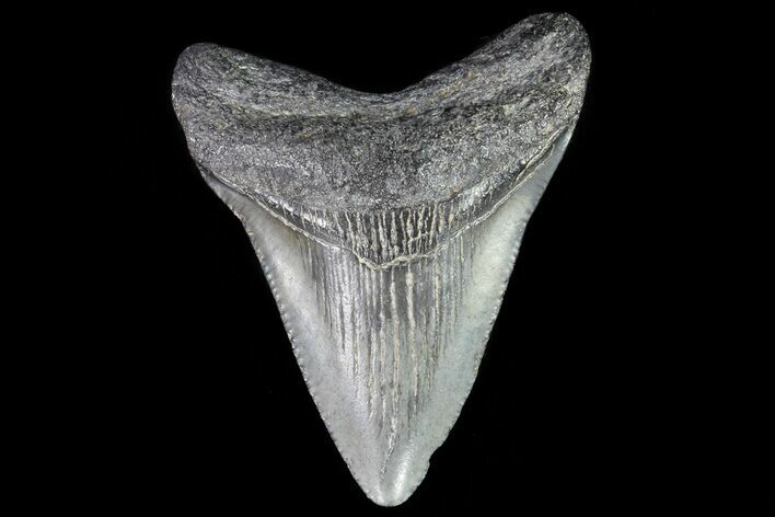 Juvenile Megalodon Tooth - Georgia #75392
